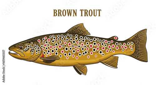 Brown Trout Fish Isolated Vector Illustration.