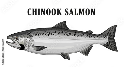 Chinook Salmon Fish with Illustration, and Isolated.