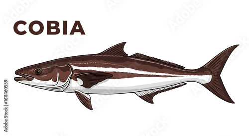 Cobia fish Brown sea animal vector.