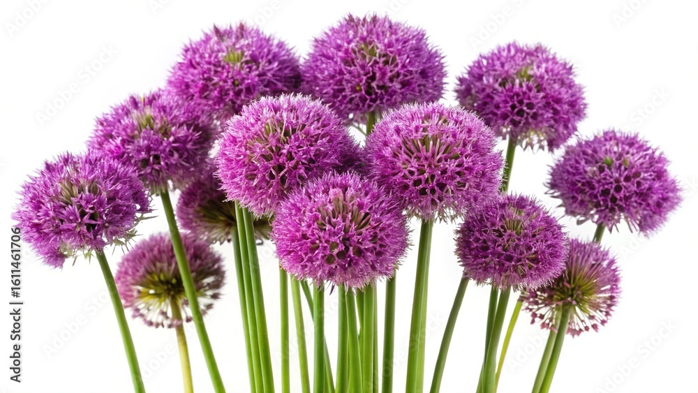 Obraz premium Stunning display of vibrant purple Allium flowers against a clean white background