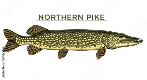 Northern Pike Fish Illustration.