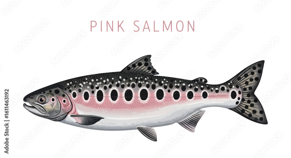 Naklejka premium Pink Salmon fish illustration isolated.