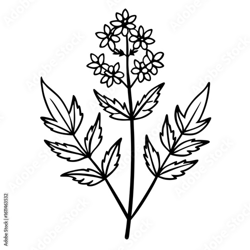  vervain line art  vector on white-background