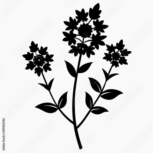 vervain- silhouette vector on-white-background