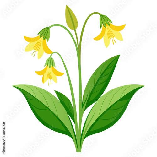 Tableau sur toile virginia cowslip  vector on-white background