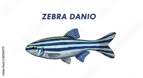 Zebra Danio Fish Illustration.