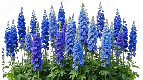 Beautiful vibrant blue delphinium flowers with green leaves against a white backdrop