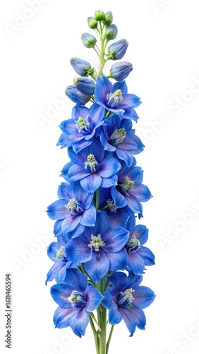 Stunning portrait of a blue delphinium flower stalk against a white background