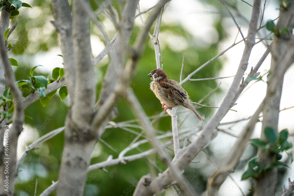 Fototapeta premium bird on a branch