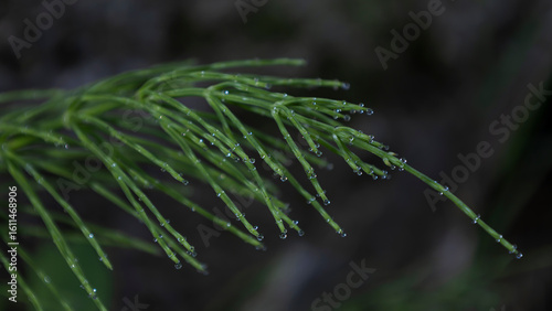 Morning dew drops on green Equisetum arvense, the field horsetail