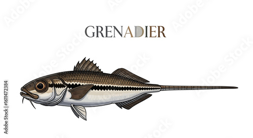 Grenadier Fish Marine Animal White Background.
