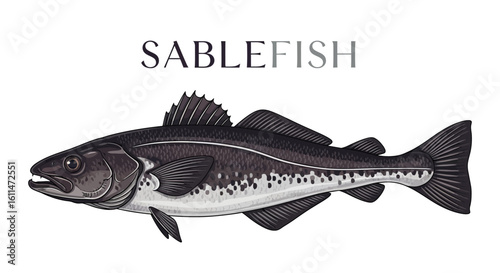Sablefish vector with fish illustration, and white background.
