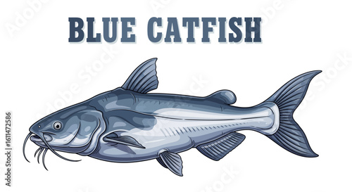 Blue Catfish vector illustration.