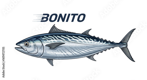 Bonito Fish Vector Tuna Illustration Sea Animal.