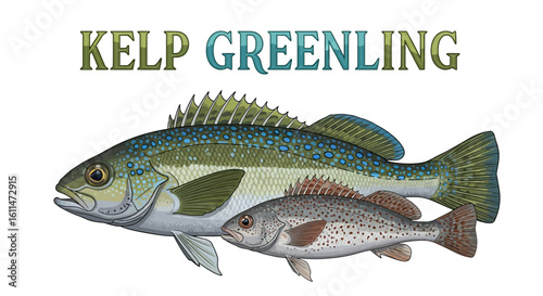Kelp Greenling Illustration Fish Isolated.