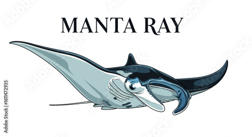 Manta Ray Isolated Ocean life with marine animal.