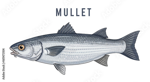 Mullet Fish Vector with Seafood Illustration.