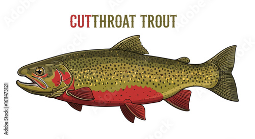 Cutthroat Trout Vector Fish illustration.