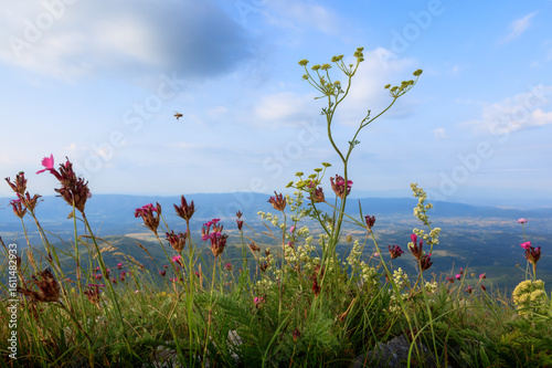 Colorful wildflowers blooming on the Shiljak peak of mountain Rtanj in Serbia, showcasing nature's beauty.