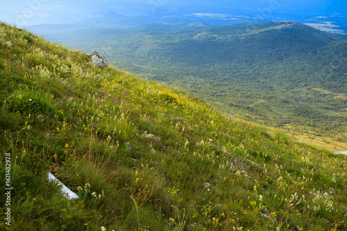 A picturesque view of wildflowers on a hillside of Rtanj Mountain, Serbia, showcasing natural beauty and tranquility.