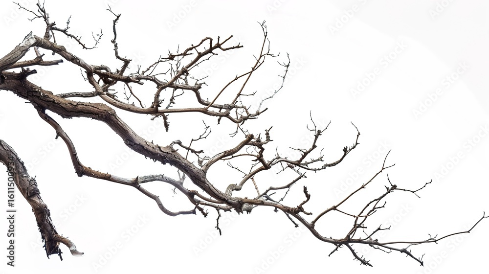 Fototapeta premium Artistic Dry Tree Branches Isolated on White Background: Textured Twigs, Gnarled Trunks, and Weathered Limbs with Natural Patterns, Perfect for Graphic Design, Seasonal Decor, Botanical Illustrations