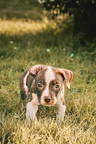 A pit bull and border collie mix puppy runs in the grass