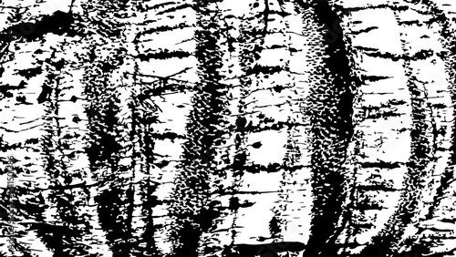 Grunge palm bark texture isolated on transparent background. Vector illustration