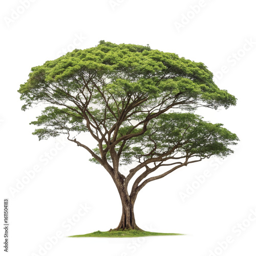 Rain tree isolated on white background. Tropical tree