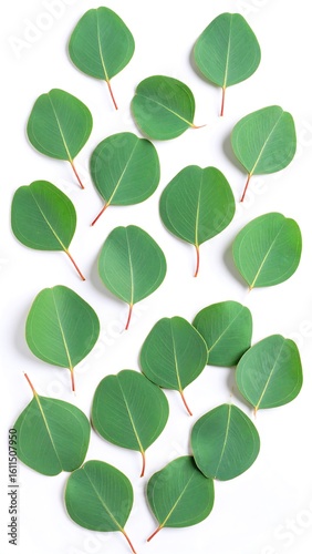 Eucalyptus leaves arrangement (1)