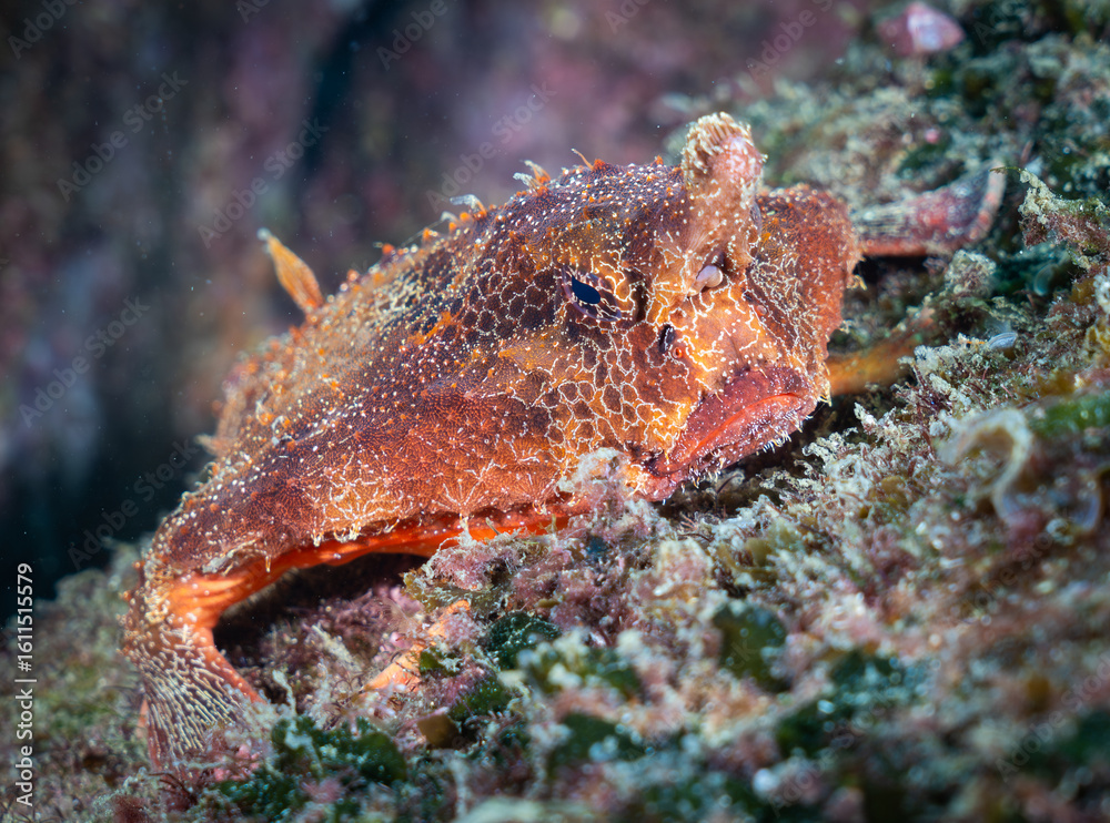 Shortnose Batfish in Ilha Grande, Rio de Janeiro, Brazil Shortnose Batfish in Ilha Grande, Rio de Janeiro, Brazil