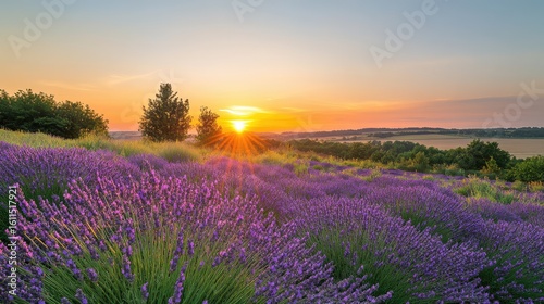 lavender , field , sunset  , France