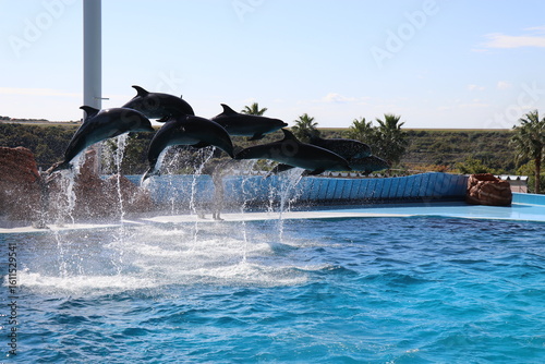 イルカショーの風景、アドベンチャーワールド、和歌山県