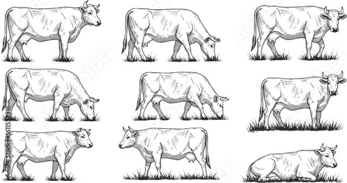 Vector Set of Cows in Different Poses with Grass Silhouettes — Grazing Meadow Animals
