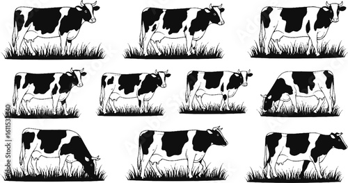 Vector Set of Cows in Different Poses with Grass Silhouettes — Grazing Meadow Animals
