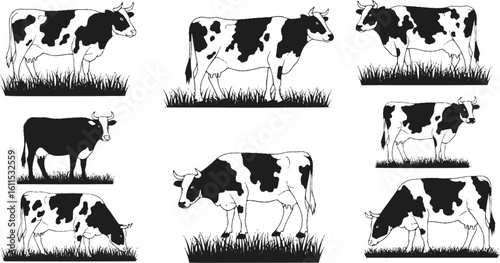 Vector Set of Cows in Different Poses with Grass Silhouettes — Grazing Meadow Animals
