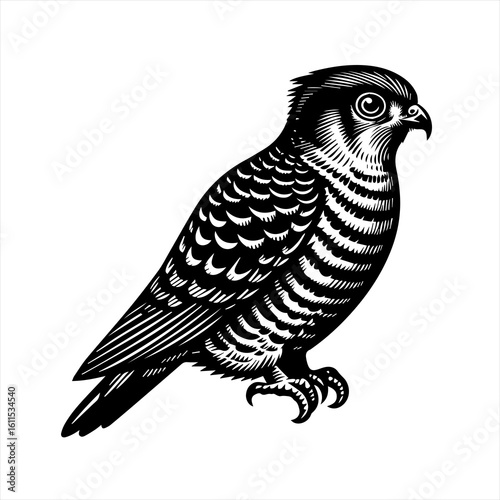 Black and white illustration of a perched falcon bird