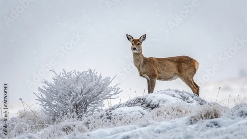 Wallpaper Mural Roe deer standing tall in a snowy winter landscape Torontodigital.ca