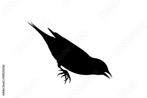 Bird Peering Down silhouette outline