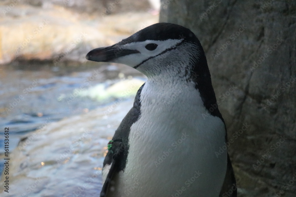 Obraz premium アドベンチャーワールド、和歌山県