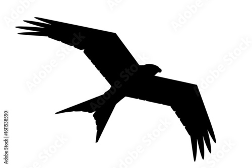 Soaring Bird Silhouette flying wings spread
