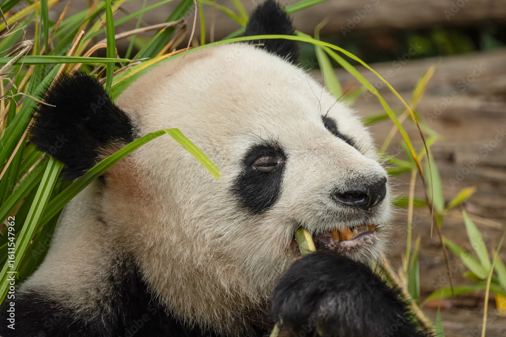 Obraz premium giant black and white panda is eating bamboo. Large animal closeup