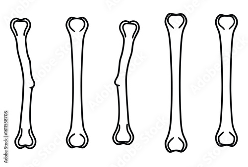 Humerus Line Art Depicts Skeletal System