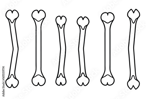 Humerus Line Art Shows Arm Details