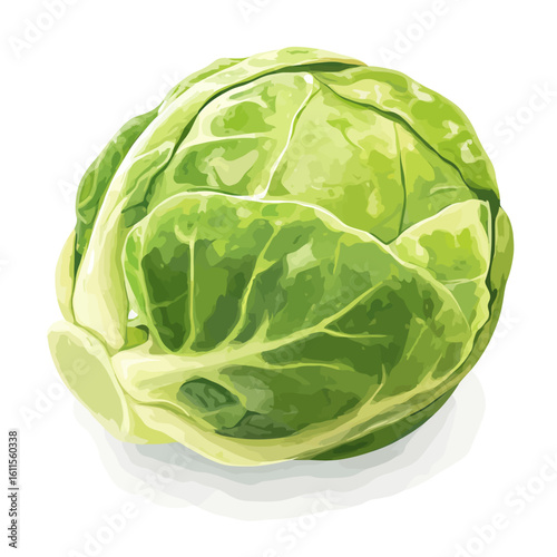 Brussels sprout vector 