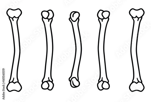 humerus upper arm line art orthopedic design concept