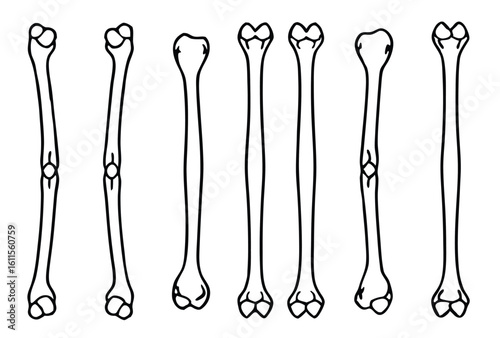 humerus upper arm line art medical drawing reference