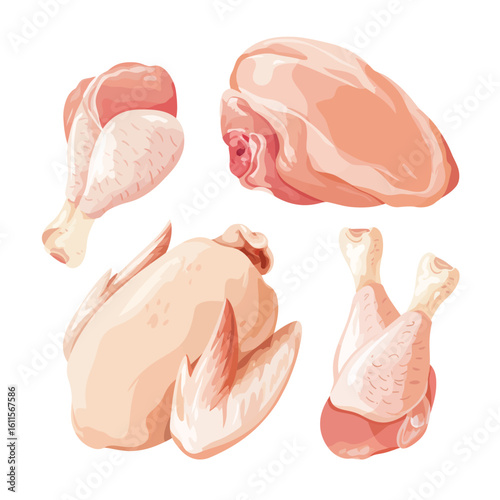 Collection of raw chicken pieces and whole bird isolated on white background