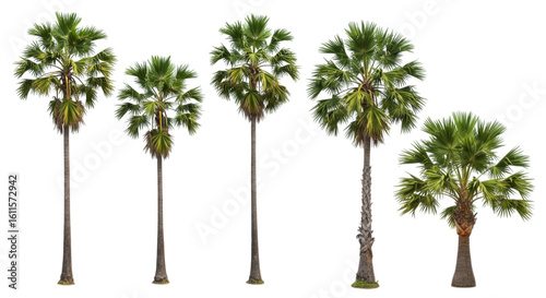 Group of palmyra palm trees, tropical foliage isolated on transparent background