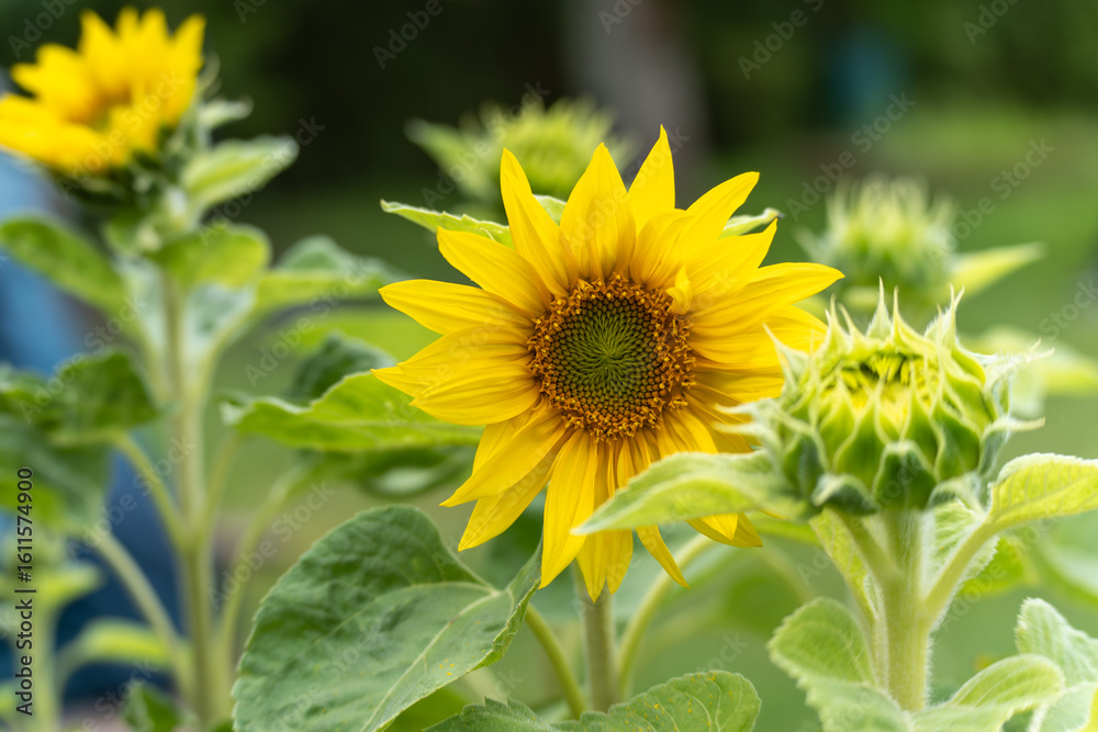 Fototapeta premium The sunflower is in the center, surrounded by other buds. The image exudes brightness and naturalness.