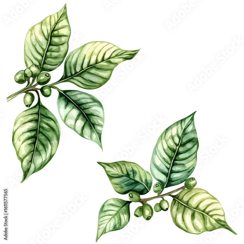 Watercolor hand-painted spring foliage frame with coffee plant leaves painting illustration isolated on a white background, stinging nettle leaf illustration, AI painting design